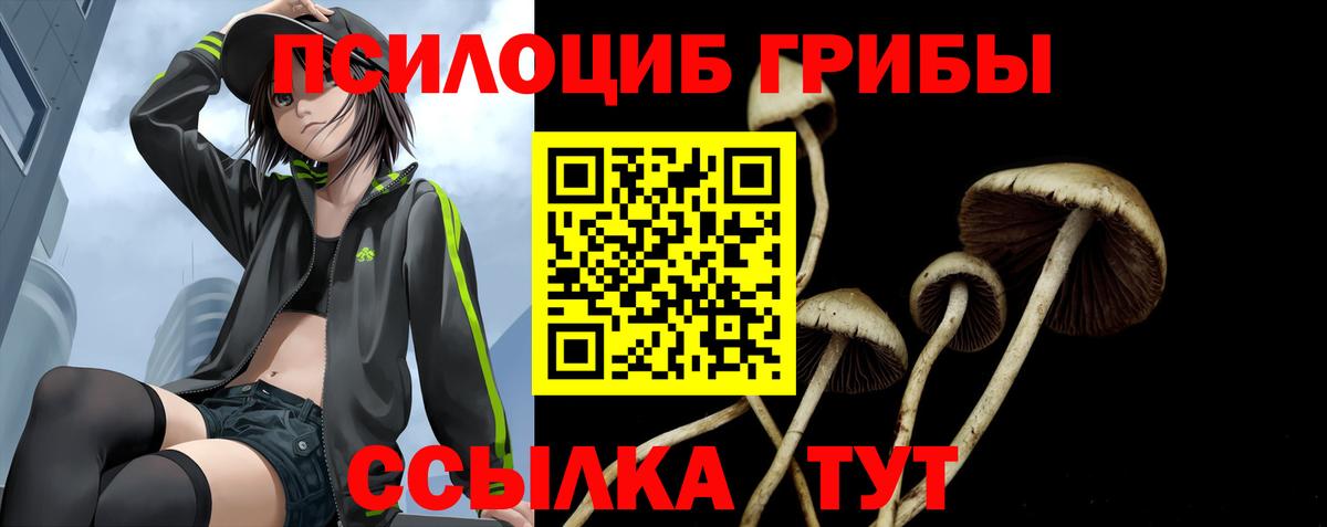 купить наркотики цена  Вход с VPN  Волжск  Псилоцибиновые грибы Psilocybe 